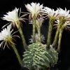 Echinopsis_subdenudata_cristata